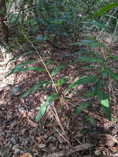 Alpinia caerulea (Native Ginger)