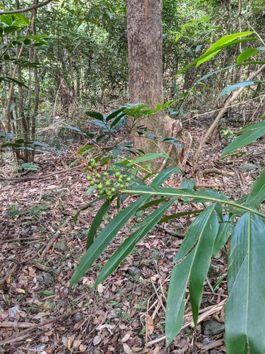 Alpinia caerulea (Native Ginger) (alternate view 2)