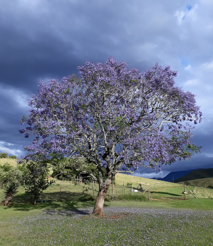 Jacaranda mimosifolia (Jacaranda)
