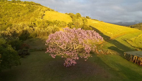 Jacaranda mimosifolia (Jacaranda)