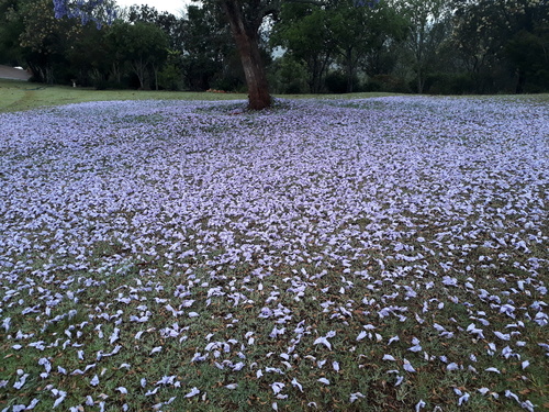 Jacaranda mimosifolia (Jacaranda)