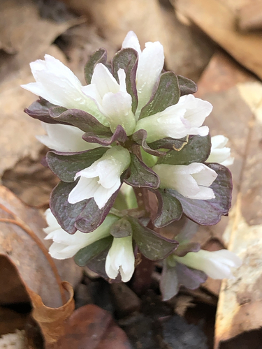 Obolaria virginica (pennywort) (alternate view 3)