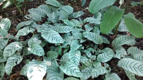 Goeppertia kegeljanii (Calathea Musaica) (alternate view 2)