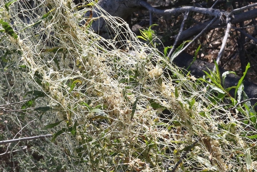 Cuscuta (dodders) (alternate view 5)