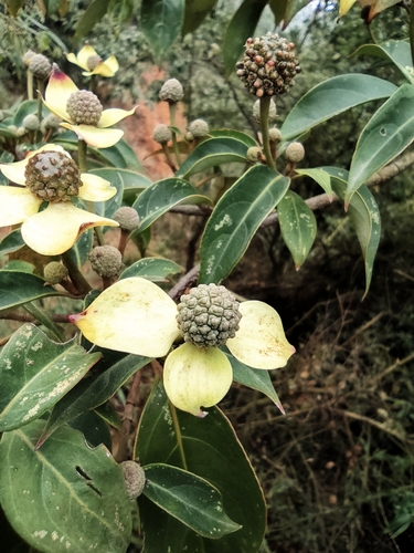 Cornus hongkongensis (alternate view 6)
