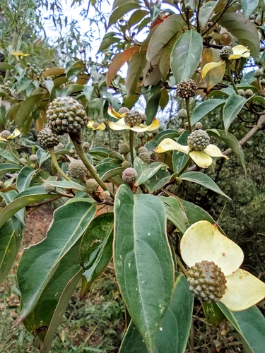 Cornus hongkongensis (alternate view 7)