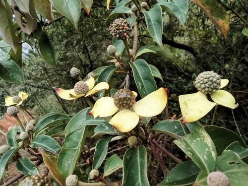 Cornus hongkongensis (alternate view 8)