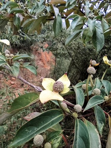 Cornus hongkongensis (alternate view 9)