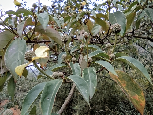 Cornus hongkongensis (alternate view 10)