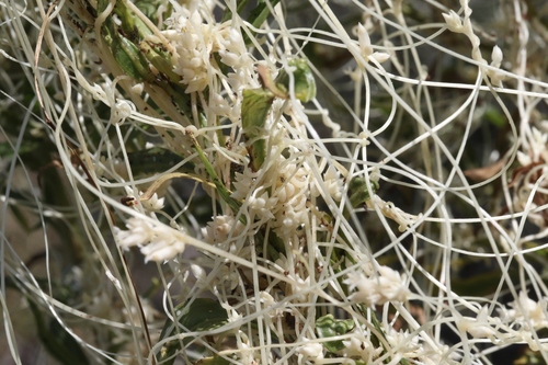 Cuscuta (dodders) (alternate view 6)