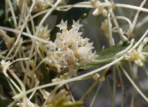 Cuscuta (dodders) (alternate view 4)