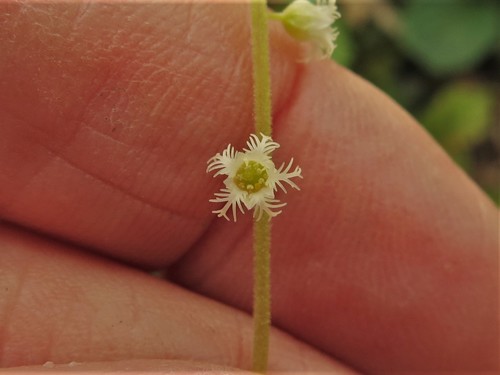 Mitella diphylla (twoleaf miterwort) (alternate view 5)