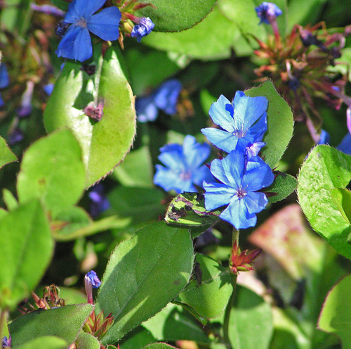 Ceratostigma plumbaginoides (Leadwort) (alternate view 2)