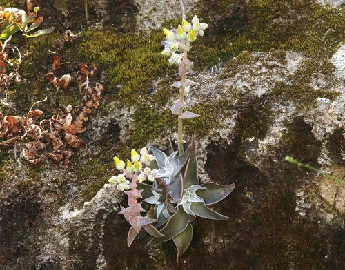 Dudleya cymosa (Canyon liveforever) (alternate view 10)