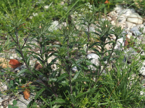 Carlina vulgaris (Carline Thistle)