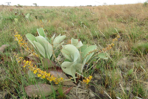 Byrsonima (byrsonima) (alternate view 3)