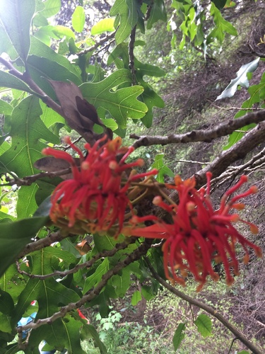 Stenocarpus sinuatus (Firewheel tree)