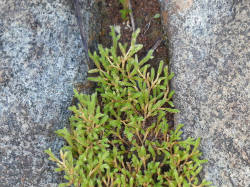 Selaginella bigelovii (Bigelow's Spikemoss) (alternate view 7)