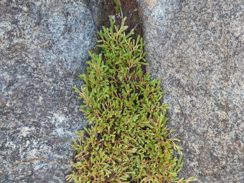 Selaginella bigelovii (Bigelow's Spikemoss) (alternate view 8)