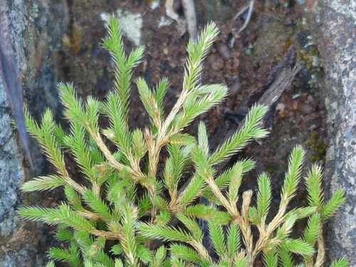 Selaginella bigelovii (Bigelow's Spikemoss) (alternate view 9)