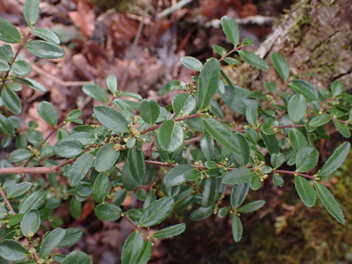Paxistima myrsinites (Oregon Box) (alternate view 5)