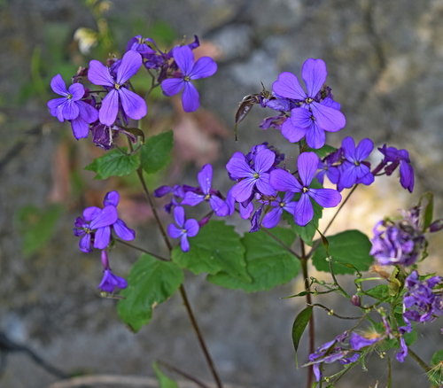 Lunaria annua (moneyplant)