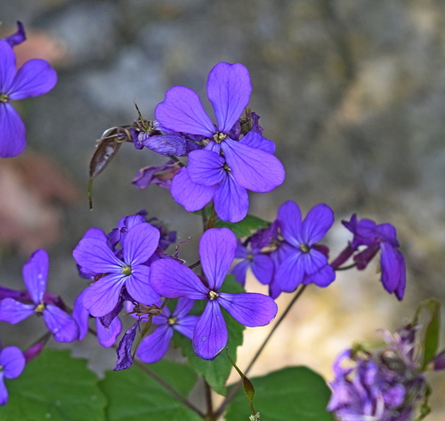 Lunaria annua (moneyplant) (alternate view 2)
