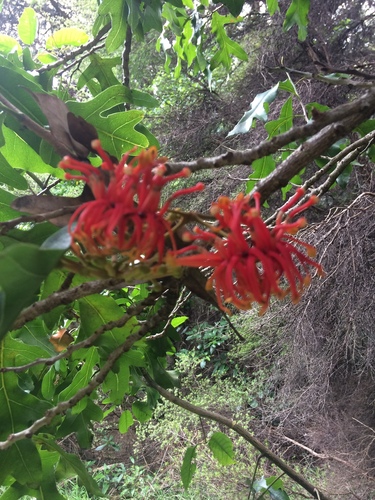 Stenocarpus sinuatus (Firewheel tree) (alternate view 2)