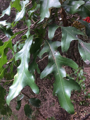 Stenocarpus sinuatus (Firewheel tree) (alternate view 3)