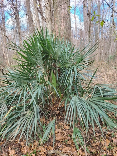 Rhapidophyllum hystrix (Needle Palm)