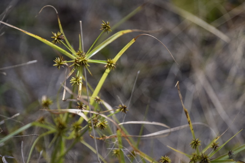 Cyperus croceus (Baldwin's Flatsedge)