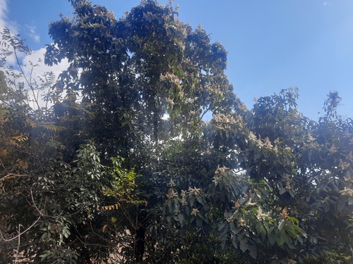 Eriobotrya (Loquats) (alternate view 5)