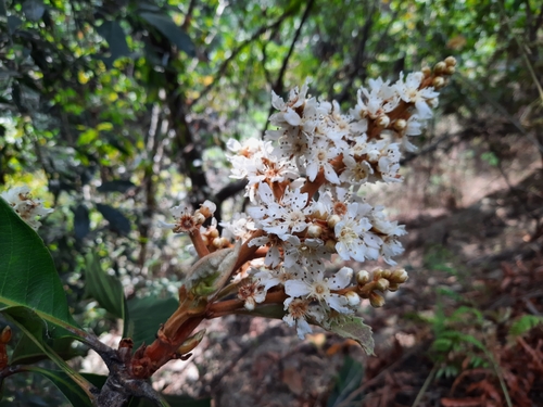 Eriobotrya (Loquats) (alternate view 6)