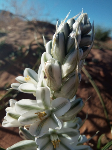 Albuca (Slimelilies) (alternate view 5)