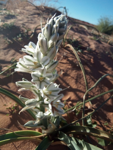 Albuca (Slimelilies) (alternate view 6)