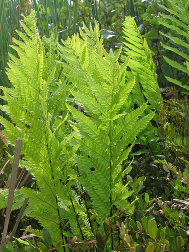 Woodwardia virginica (Virginia chainfern) (alternate view 5)