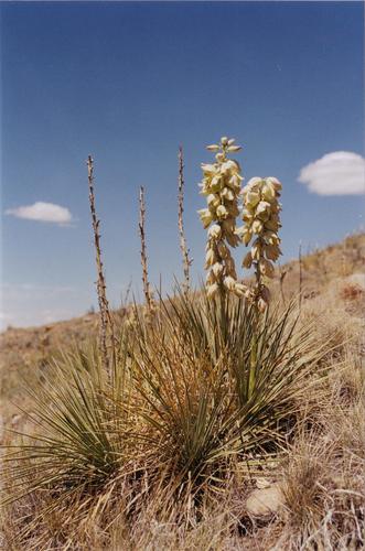 Yucca glauca (Great Plains yucca) (alternate view 5)