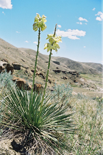 Yucca glauca (Great Plains yucca) (alternate view 4)