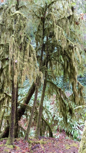 Pseudisothecium stoloniferum (Cat's Tail Moss)
