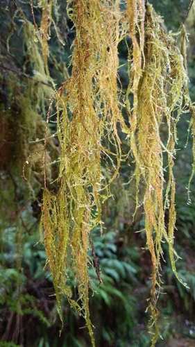 Pseudisothecium stoloniferum (Cat's Tail Moss) (alternate view 2)