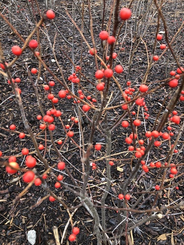 Ilex verticillata (common winterberry) (alternate view 5)