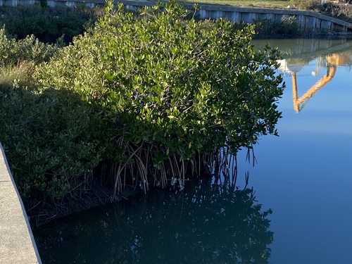 Rhizophora mangle (red mangrove) (alternate view 8)