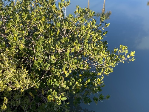 Rhizophora mangle (red mangrove) (alternate view 9)
