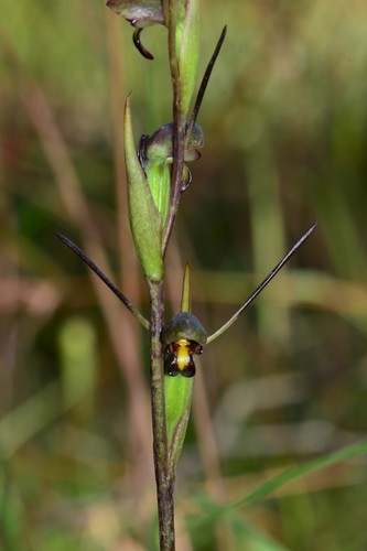 Orthoceras strictum (Birds mouth orchid) (alternate view 2)