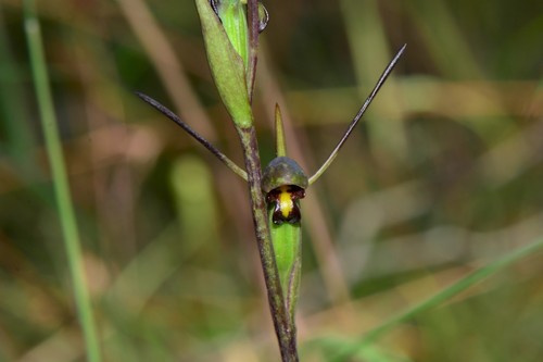 Orthoceras strictum (Birds mouth orchid) (alternate view 3)
