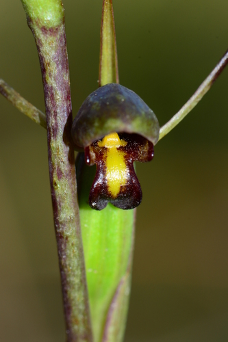 Orthoceras strictum (Birds mouth orchid) (alternate view 4)