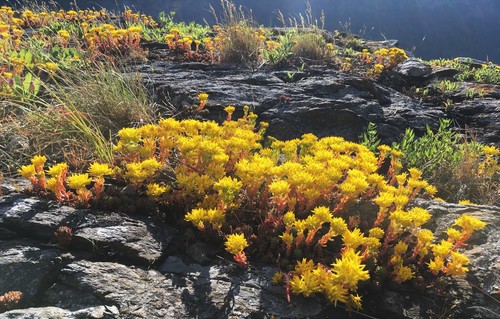 Sedum lanceolatum (Spearleaf Stonecrop) (alternate view 3)