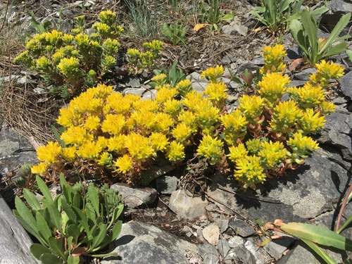 Sedum lanceolatum (Spearleaf Stonecrop) (alternate view 4)
