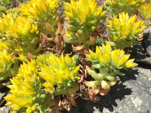 Sedum lanceolatum (Spearleaf Stonecrop) (alternate view 5)