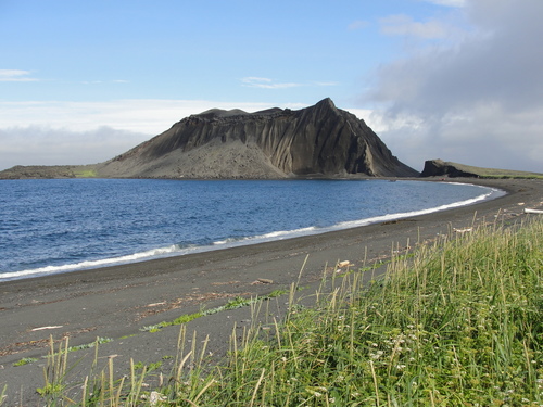 Leymus mollis (Dune Grass) (alternate view 2)